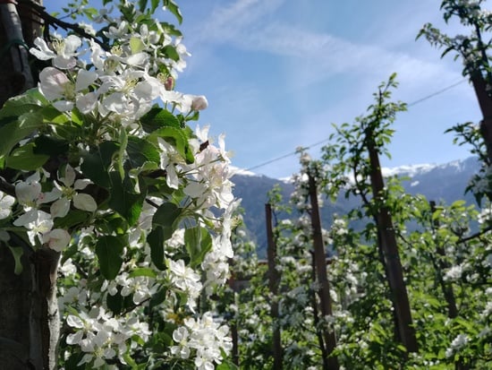 Apfelblute Im Meranerland Vitalpina Hotels Sudtirol