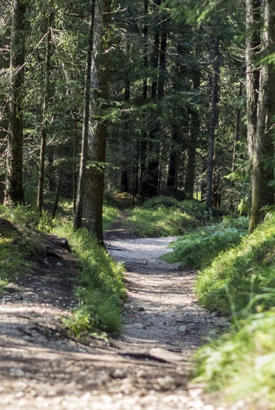 Si può attraversare a piedi nudi il bosco oppure percorrere pascoli disseminati di erbe aromatiche.