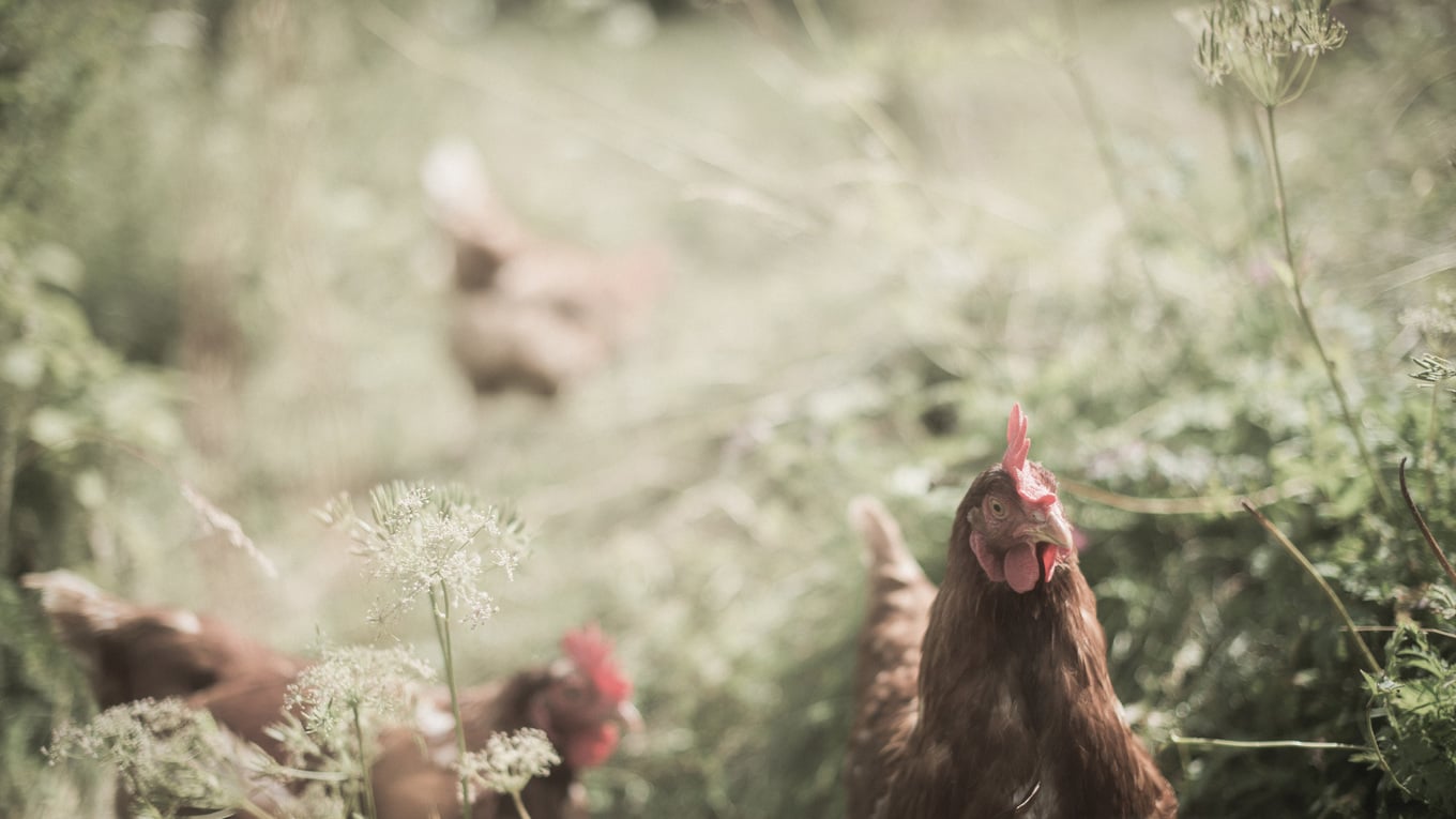 Fauna at the Vitalpina Hotels