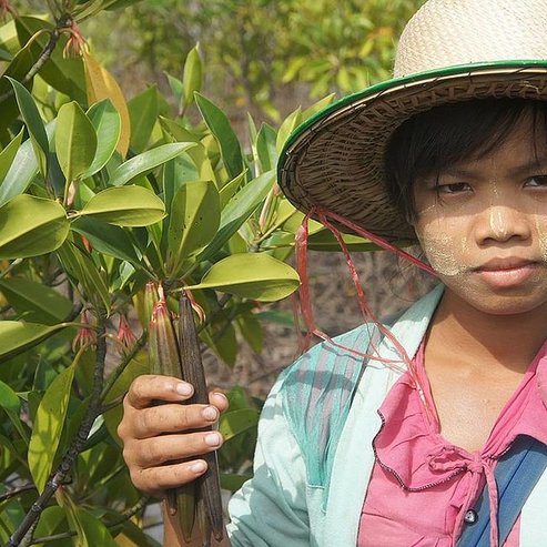 Aufforstung und Frauenförderung in Myanmar