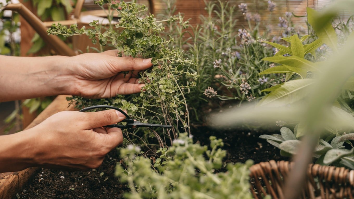 Gardening season 2022: five kitchen herbs for your raised bed