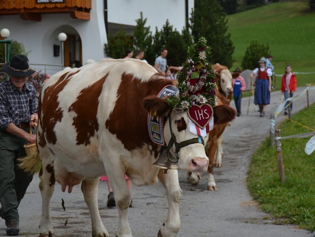 Church day festival with return of cattle