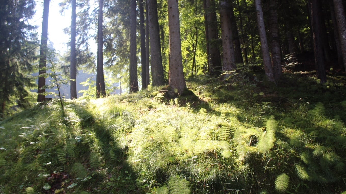 Forest bathing in the Pfösl wood