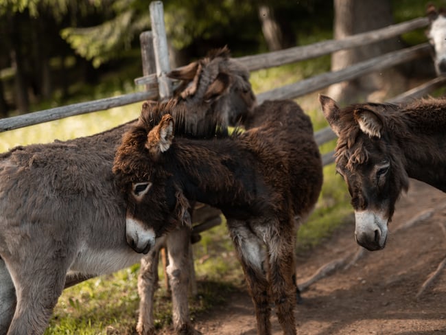 Escursione in armonia con gli animali e la natura