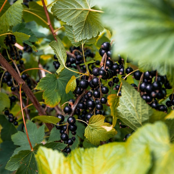 Schwarze Johannisbeere