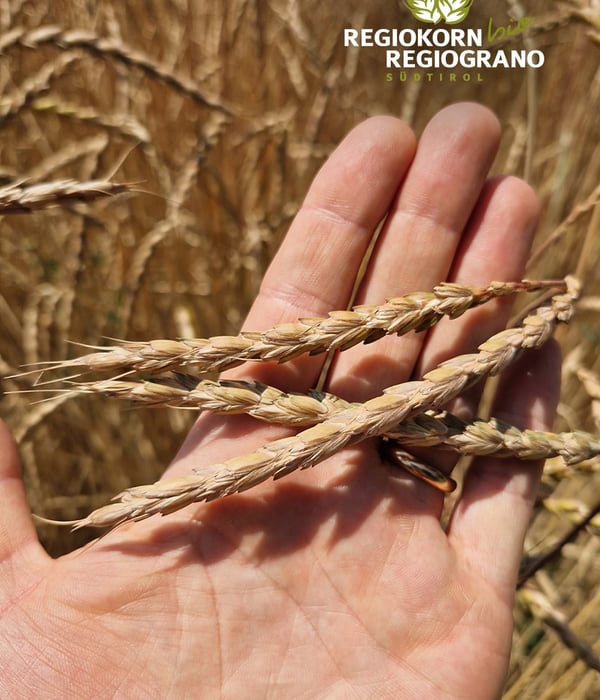 Bestes Südtiroler Getreide