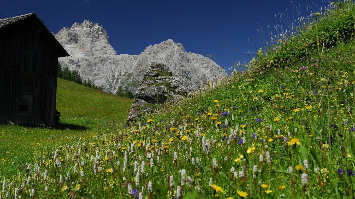 Flowering time at Sesto with still white peaks