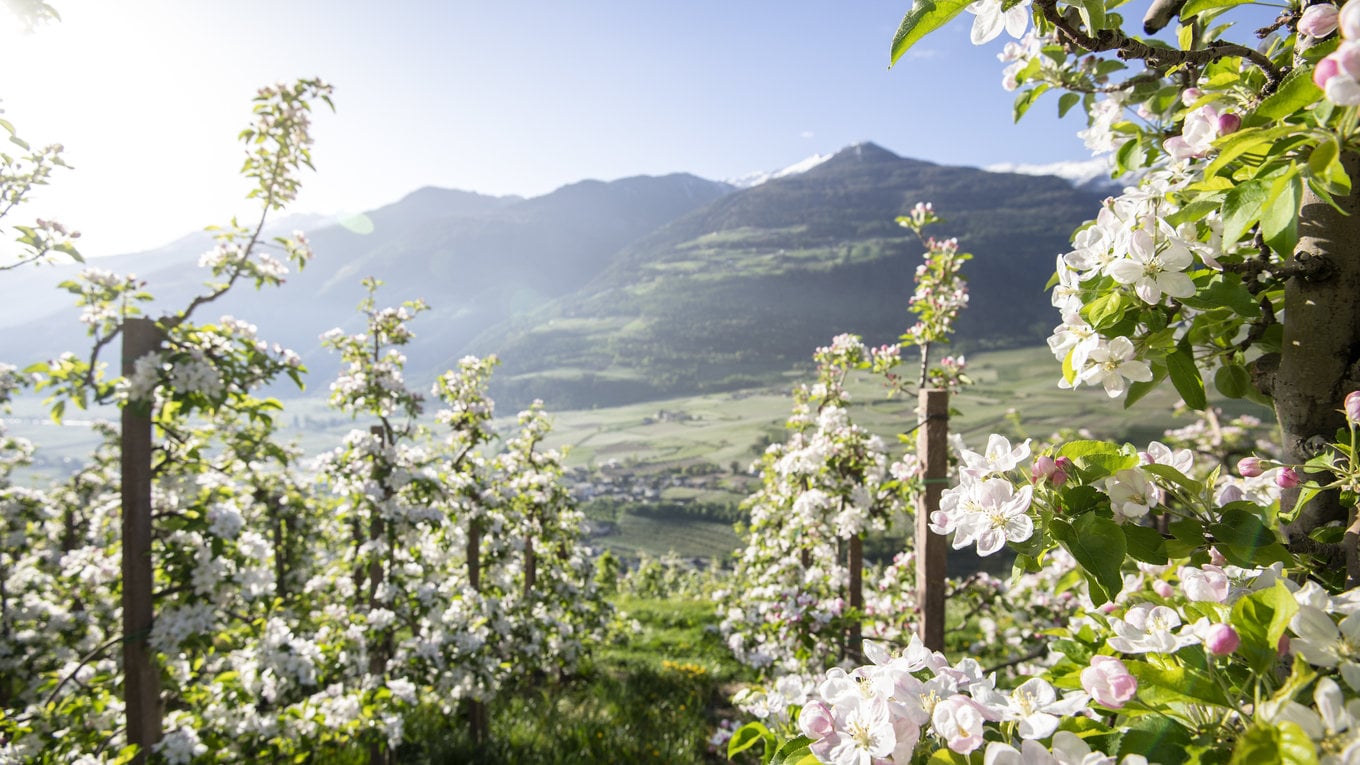 Pacchetto primavera