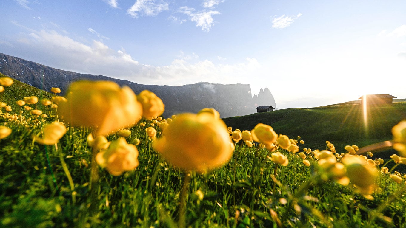 The marvelous sea of flowers of Alpe di Siusi