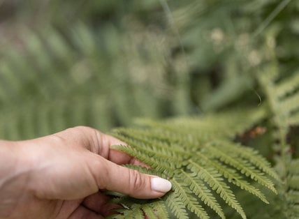 Alpines Waldbaden – Der Wald als Therapeut