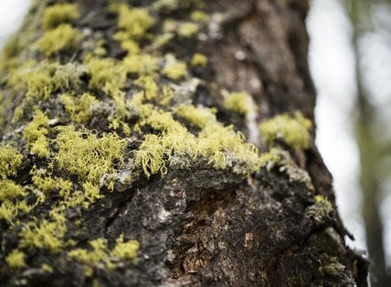 Wald- und Wildwochen im TONZHAUS