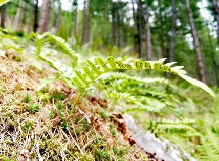 Waldfrische erleben