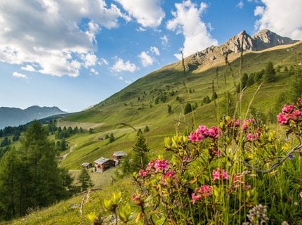 Almrosenwochen im Gsiesertal