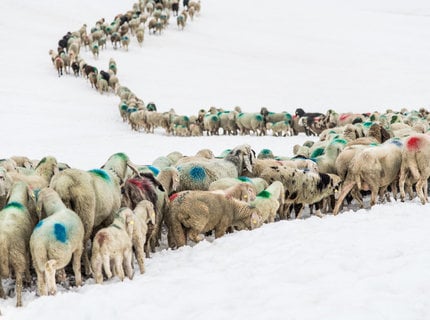 Kulturschatz Transhumanz - Die Schafe kehren zurück ins Tal …