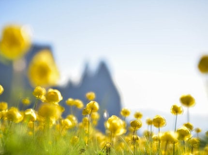 Il magnifico mare di fiori dell'Alpe di Siusi