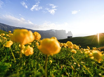 The marvelous sea of flowers of Alpe di Siusi