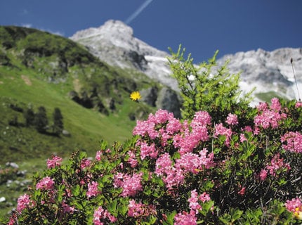 Alpenrosen und Almenrausch